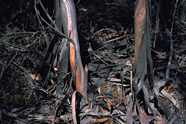 APII jpeg image of Eucalyptus phaenophylla subsp. phaenophylla  © contact APII