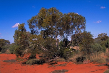 APII jpeg image of Eucalyptus rigidula  © contact APII