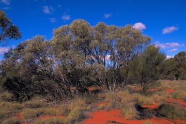 APII jpeg image of Eucalyptus rosacea  © contact APII