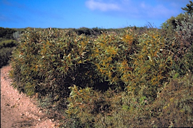 APII jpeg image of Eucalyptus socialis subsp. viridans  © contact APII