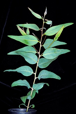 APII jpeg image of Eucalyptus subangusta subsp. cerina  © contact APII