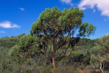 APII jpeg image of Eucalyptus suberea  © contact APII