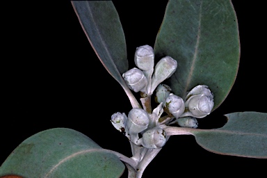 APII jpeg image of Eucalyptus pleurocarpa  © contact APII