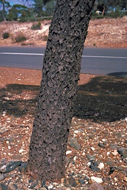 APII jpeg image of Eucalyptus torquata  © contact APII