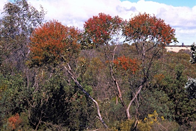 APII jpeg image of Eucalyptus uncinata  © contact APII