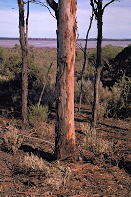 APII jpeg image of Eucalyptus urna  © contact APII