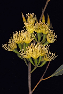 APII jpeg image of Eucalyptus varia subsp. salsuginosa  © contact APII