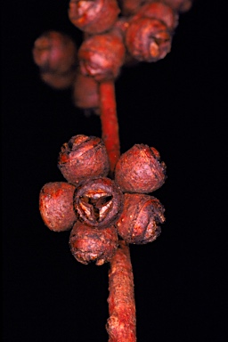 APII jpeg image of Eucalyptus viminalis subsp. cygnetensis  © contact APII