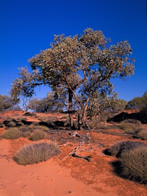 APII jpeg image of Eucalyptus vokesensis  © contact APII