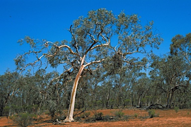 APII jpeg image of Eucalyptus woodwardii  © contact APII