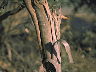 APII jpeg image of Eucalyptus socialis subsp. victoriensis  © contact APII