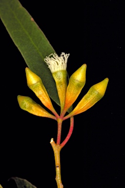 APII jpeg image of Eucalyptus prolixa  © contact APII