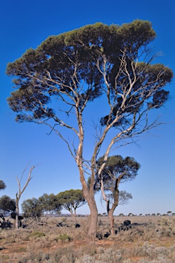 APII jpeg image of Eucalyptus oleosa subsp. oleosa  © contact APII