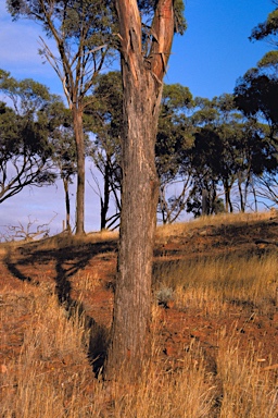 APII jpeg image of Eucalyptus kochii subsp. borealis  © contact APII