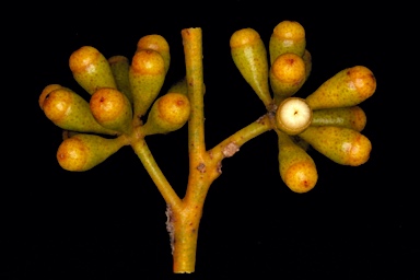 APII jpeg image of Eucalyptus baudiniana  © contact APII