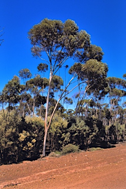 APII jpeg image of Eucalyptus polita  © contact APII