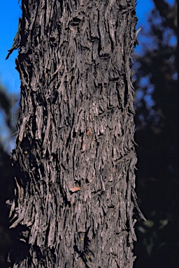 APII jpeg image of Eucalyptus crucis subsp. praecipua  © contact APII