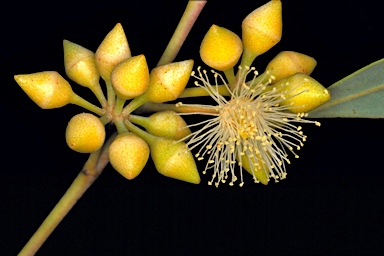 APII jpeg image of Eucalyptus camaldulensis subsp. arida  © contact APII