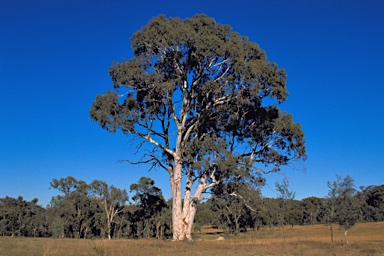 APII jpeg image of Eucalyptus mannifera subsp. mannifera  © contact APII