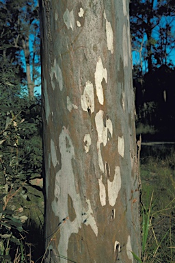 APII jpeg image of Eucalyptus tereticornis subsp. tereticornis  © contact APII