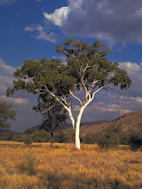 APII jpeg image of Corymbia aparrerinja  © contact APII