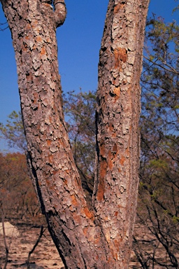 APII jpeg image of Corymbia chartacea  © contact APII