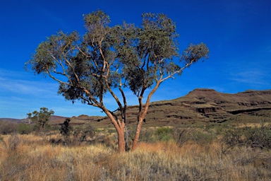 APII jpeg image of Corymbia hamersleyana  © contact APII