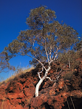 APII jpeg image of Eucalyptus leucophloia subsp. euroa  © contact APII