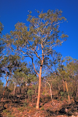 APII jpeg image of Corymbia oocarpa  © contact APII