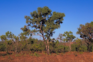 APII jpeg image of Eucalyptus patellaris  © contact APII