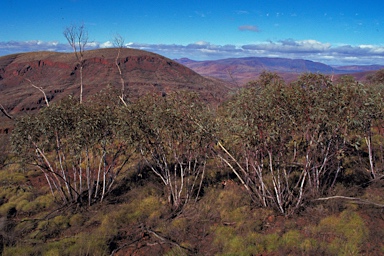 APII jpeg image of Eucalyptus repullulans  © contact APII