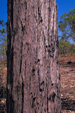 APII jpeg image of Eucalyptus tetrodonta  © contact APII