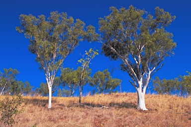 APII jpeg image of Eucalyptus umbrawarrensis  © contact APII