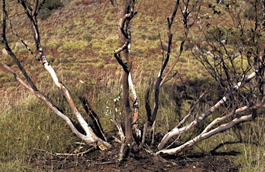 APII jpeg image of Eucalyptus pilbarensis  © contact APII