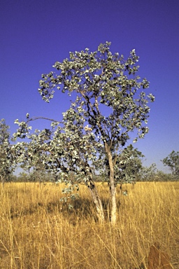 APII jpeg image of Eucalyptus pruinosa subsp. tenuata  © contact APII