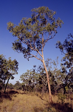 APII jpeg image of Corymbia zygophylla  © contact APII