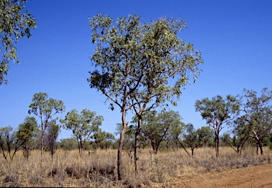 APII jpeg image of Corymbia zygophylla  © contact APII