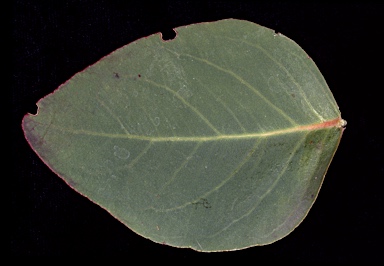 APII jpeg image of Eucalyptus zygophylla  © contact APII