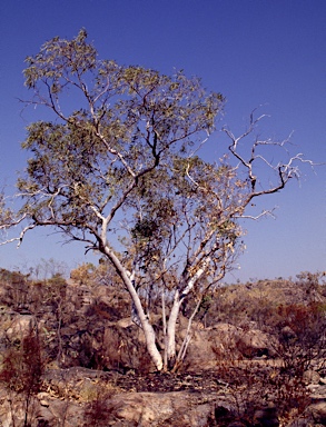 APII jpeg image of Eucalyptus zygophylla  © contact APII