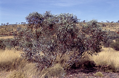 APII jpeg image of Eucalyptus zygophylla  © contact APII