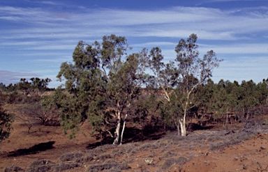 APII jpeg image of Eucalyptus camaldulensis subsp. refulgens  © contact APII