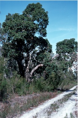 APII jpeg image of Corymbia ficifolia  © contact APII