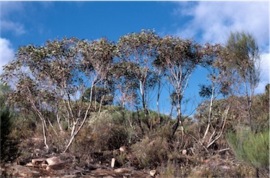 APII jpeg image of Eucalyptus flindersii  © contact APII