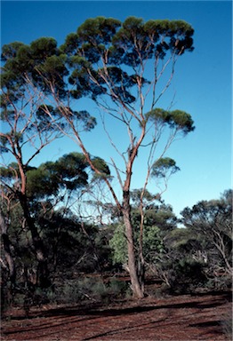 APII jpeg image of Eucalyptus formanii  © contact APII