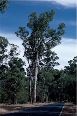 APII jpeg image of Eucalyptus gomphocephala  © contact APII