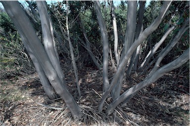 APII jpeg image of Eucalyptus semiglobosa  © contact APII