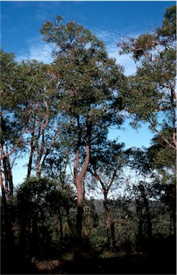 APII jpeg image of Corymbia haematoxylon  © contact APII