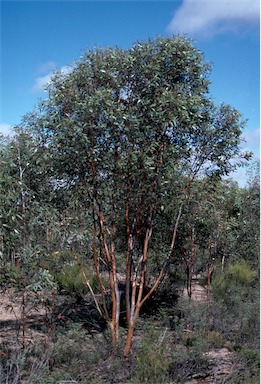 APII jpeg image of Eucalyptus incerata  © contact APII