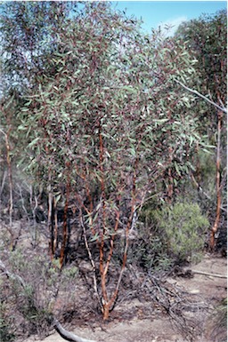 APII jpeg image of Eucalyptus incerata  © contact APII