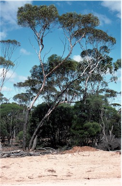 APII jpeg image of Eucalyptus indurata  © contact APII